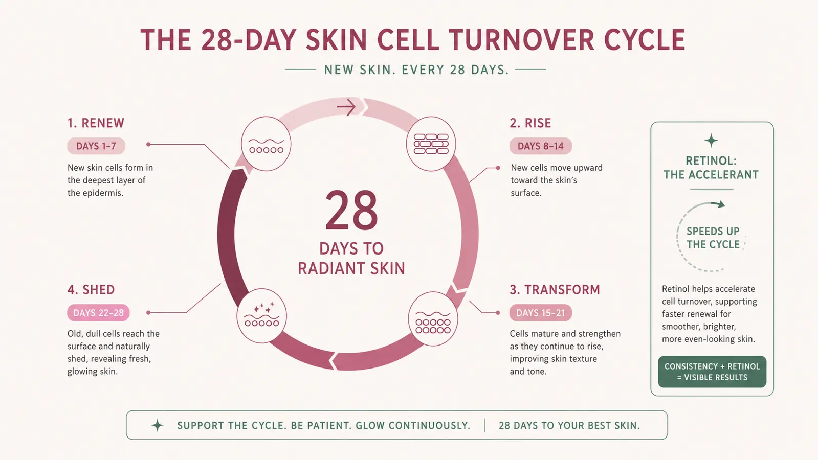 Diagram showing skin cell turnover cycle with retinol highlighted